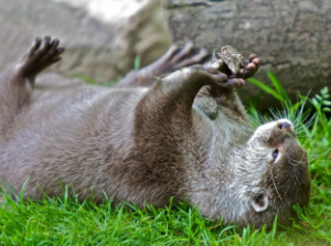We looked for a picture of Zac Wydra on the web but found Wydra the Otter instead. We decided that Zac is cute but Wydra is cuter, so…  If we can find a t-shirt with Wydra’s picture on it, we might send it along to Zac with our best wishes.