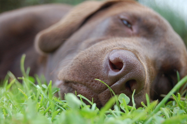 tired-labrador-4-1347255-639x423