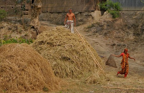 haystacks