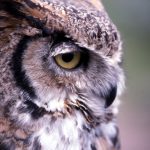 great horned owl