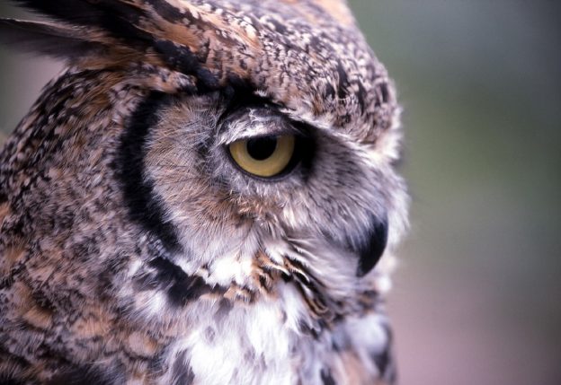 great horned owl