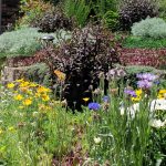 a profusion of colorful flowers in david snowball's front yard