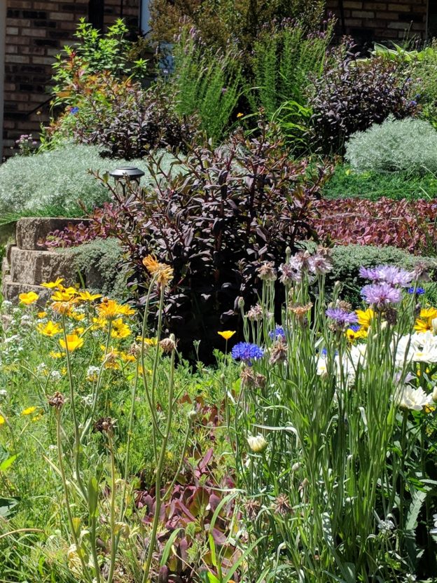 a profusion of colorful flowers in david snowball's front yard