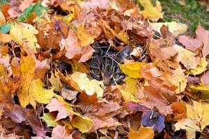 cat hiding in pile of colorful leaves