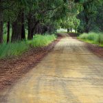 a dirt road with trees alongside